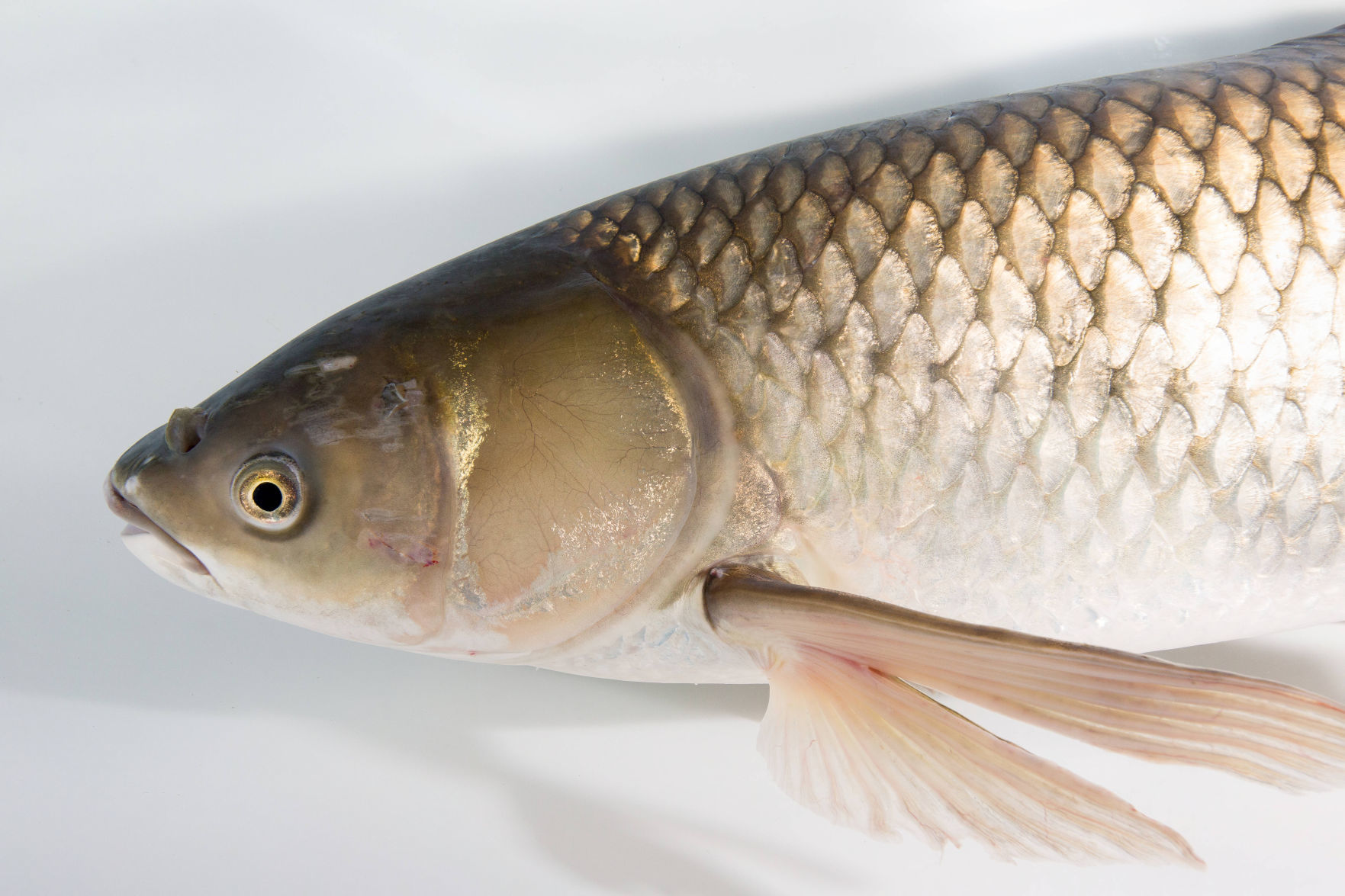 Grass Carp
